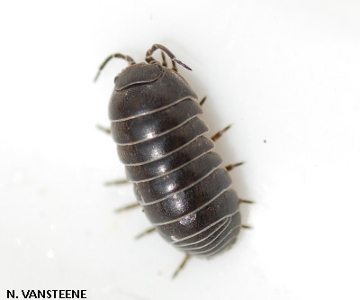 Armadillidium vulgare